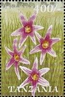 Romulea fischeri