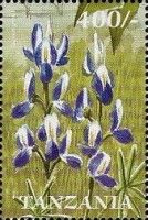 Lupinus princei