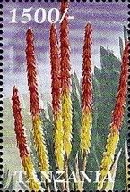 Aloe petricola