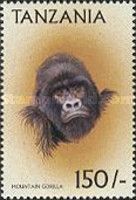 Mountain gorilla (Gorilla beringei beringei)