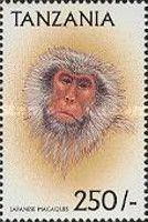 Japanese Macaque (Macaca fuscata)