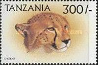 Cheetah (Acinonyx jubatus)