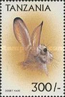 Black-tailed jackrabbit (Lepus californicus)