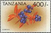 Blueberries (Vaccinium myrtillus)