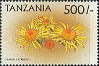 Chrysanthemum sp.
