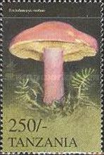 Tricholomopsis rutilans