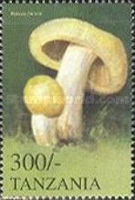 Russula foetens
