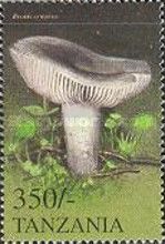 Russula aeruginosa
