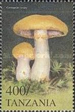 Cortinarius varius