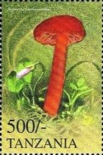 Hygrocybe coccineacrenata