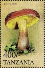 Xerocomus rubellus