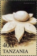 Geastrum rufescens