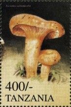 Lactarius salmonidies