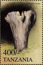 Gomphus clavatus