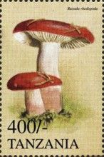 Russula rhodopoda