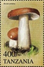 Russula paludosa