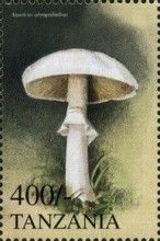 Abruptly-bulbous Agaricus (Agaricus abruptibulbus)