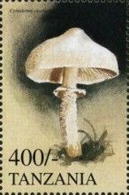 Cystoderma carcharias