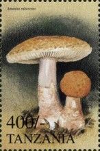 Blusher mushroom (Amanita rubescens)