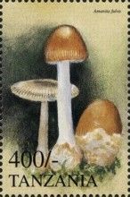 Tawny grisette (Amanita fulva)