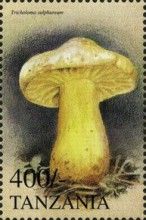 Sulphur knight (Tricholoma sulphureum)