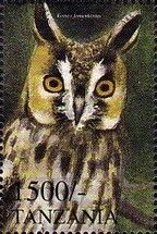 Long-eared Owl (Asio otus)