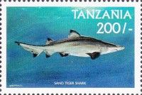 Tiger shark (Carcharias taurus)