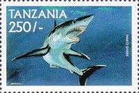 Mako shark (Isurus oxyrhynchus)