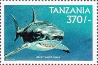 Great white shark (Carcharodon carcharias)