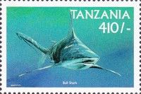 Bull shark (Carcharhinus leucas)