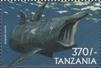 Basking Shark (Cetorhinus maximus)