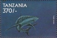 Tiger shark (Galeocerdo cuvieri)