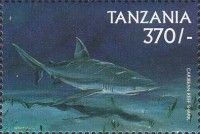Caribbean Reef Shark (Carcharhinus perezi)