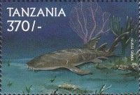 Nurse shark (Ginglymostoma cirratum)