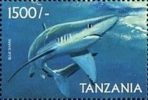Blue shark (Prionace glauca )