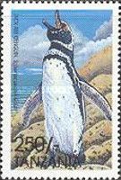 African penguin (Spheniscus demersus)