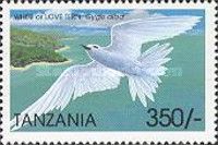 White tern (Gygis alba)