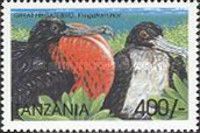 Great frigatebird (Fregata minor)