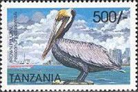 Brown pelican (Pelecanus occidentalis)