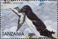 Razorbill (Alca torda)