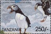 Atlantic Puffin (Fratercula arctica)