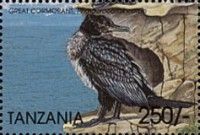 Great Cormorant (Phalacrocorax carbo)
