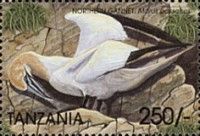 Morus bassanus