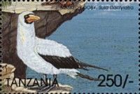 Sula dactylatra