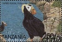 Tufted Puffin (Fratercula cirrhata)