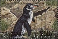 Galapagos Penguin (Spheniscus mendiculus)