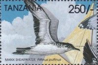 Puffinus puffinus