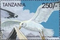 Larus argentatus