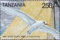 Phaethon rubricauda