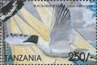 Black-headed Gull (Larus ridibundus)